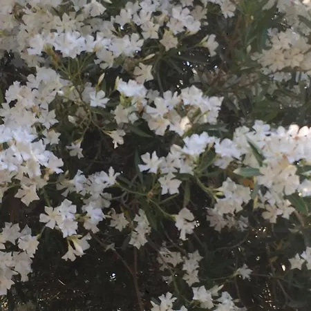 Giunone טראפיטלו